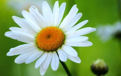 6 Tips To Become a Better Online Speaker – Keep it Simple