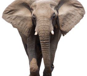 The Female Elephant in the Room